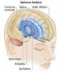 Come funziona il cervello e come invecchia?