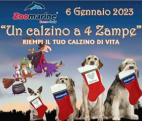 Arriva  un calzino a 4 zampe