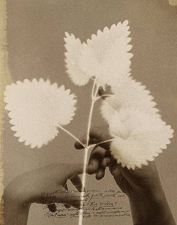 Maison laviniaturra presenta la mostra di alessandra calò “herbarium. i fiori sono rimasti rosa