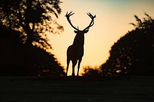 Il bramito nel parco regionale dei laghi suviana e brasimone