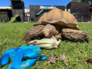 Fiocco azzurro a zoomarine. per festeggiare il lieto evento parte  aggiungi una ciotola a