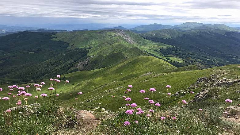 Le fioriture alpine sul libro aperto