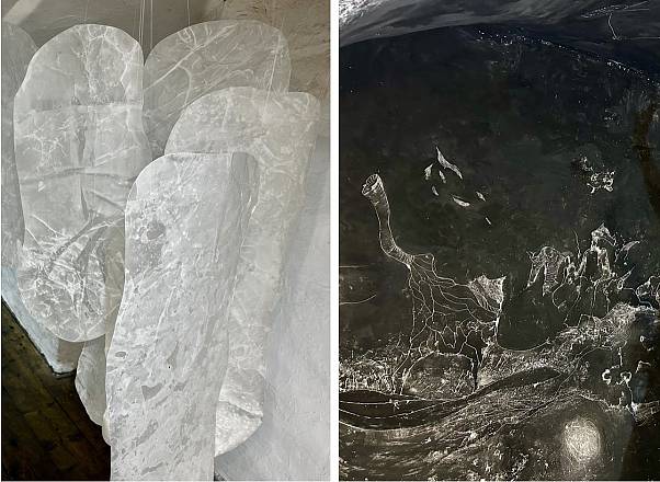 Ecosistemi in ombra