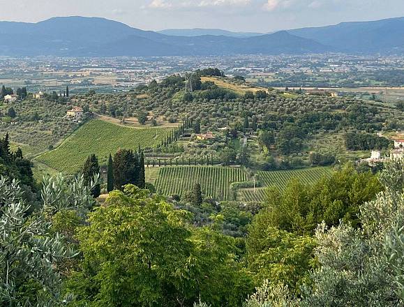 Montecarlo e la quercia delle streghe