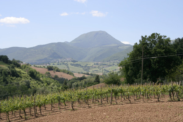 Terre del verdicchio - itinerario ciclistico self-guided
