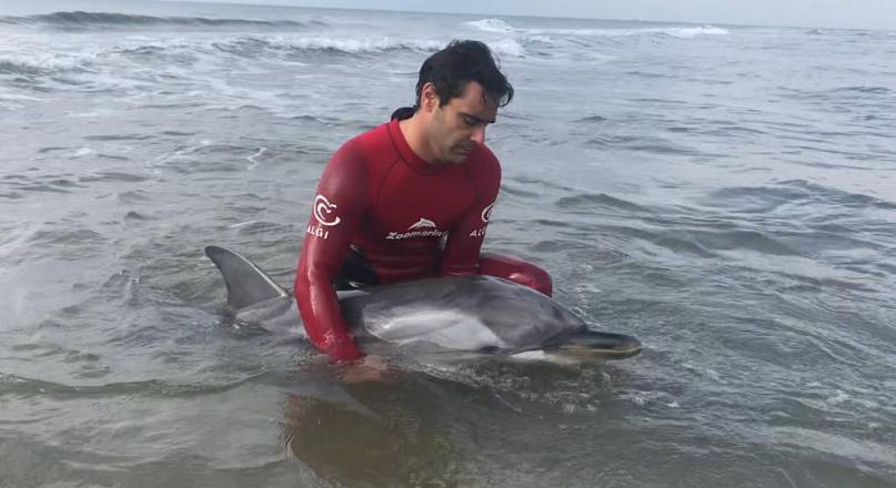 A grande richiesta lezioni di salvataggio sui delfini spiaggiati, dopo il corso per la polizia di stato grazie a zoomarine trust onlus con il patrocinio di anmvi​ e in collaborazione con sivae.