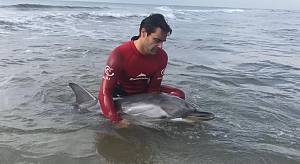 A grande richiesta lezioni di salvataggio sui delfini spiaggiati, dopo il corso per la pol