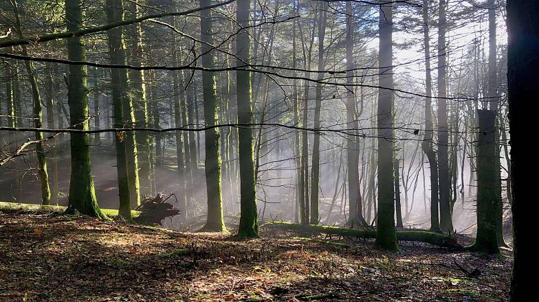 Foliage, le foreste sacre casentinesi