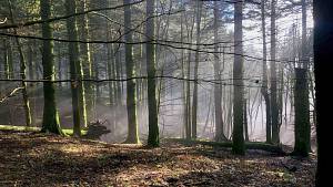 Foliage, le foreste sacre casentinesi