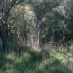 Nature speaks  rome contemporary #7
