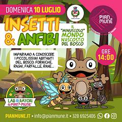 Insetti e anfibi: il minuscolo mondo nascosto del bosco